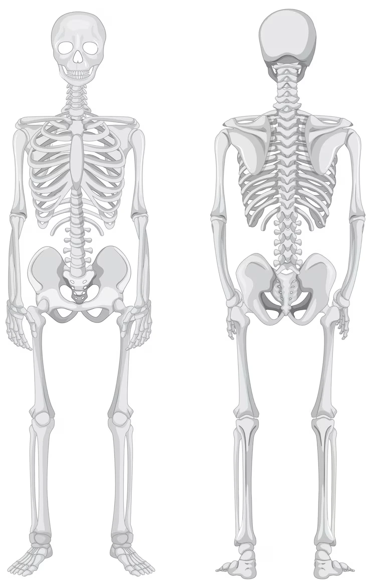 Bones - Ninth Largest Organ of Human Body