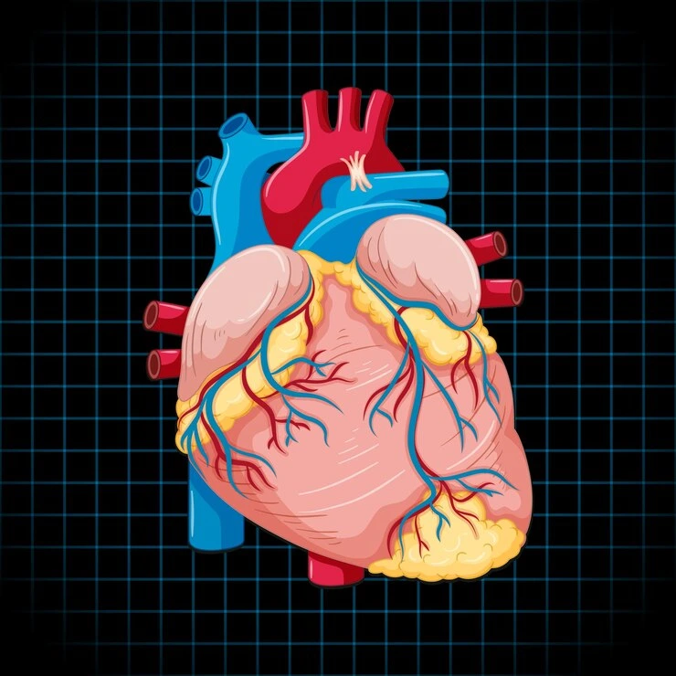 Heart - Fifth Largest Organ of Human Body
