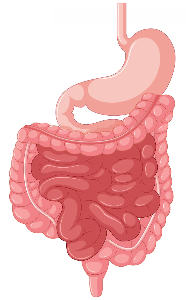 Intestines - Seventh Largest Organ of Human Body