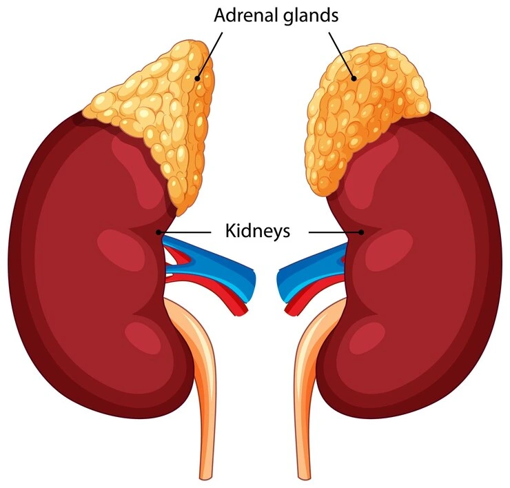 Kidneys - Sixth Largest Organ of Human Body