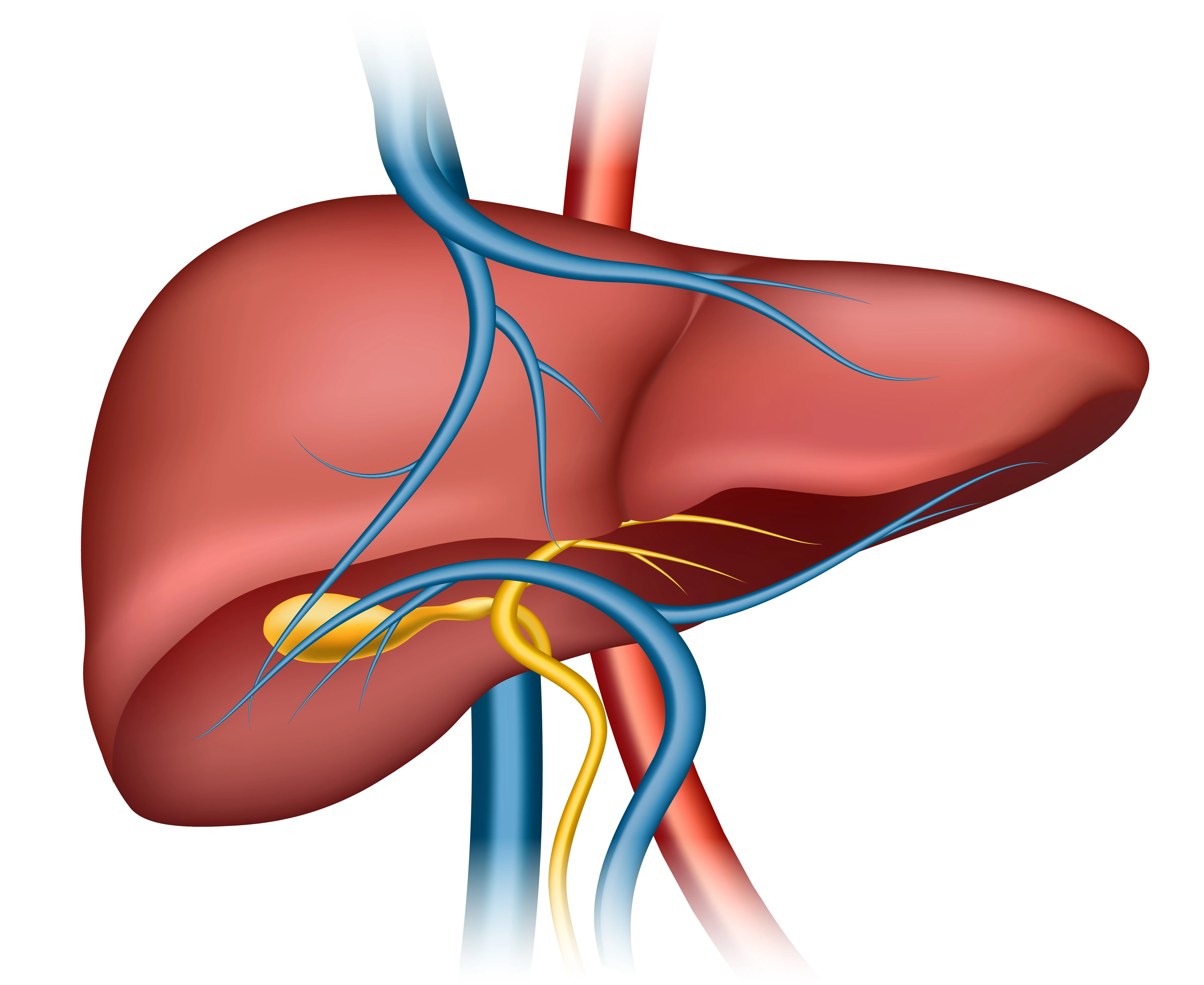 Liver - Second Largest Organ of Human Body