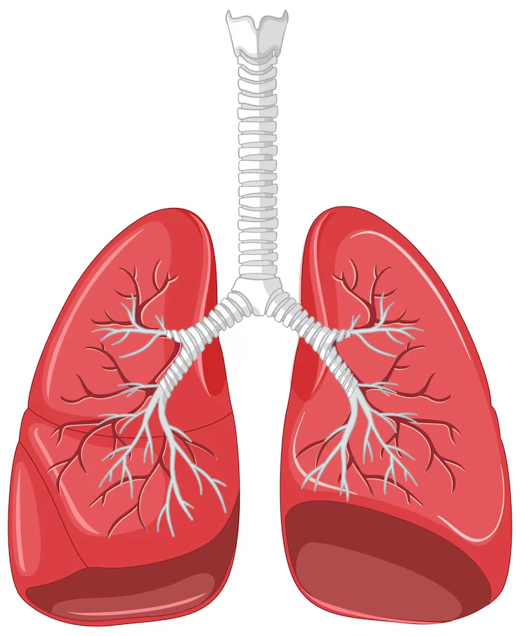 Lungs - Fourth Largest Organ of Human Body