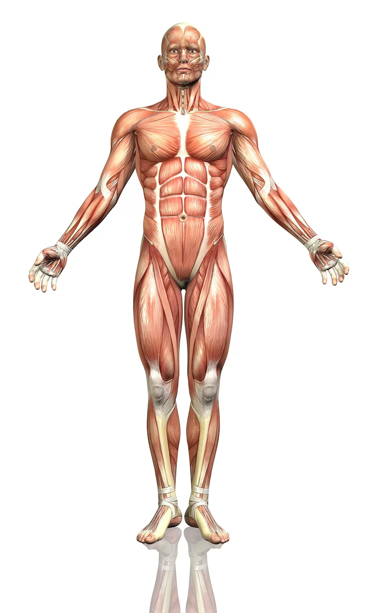 Muscles - Eighth Largest Organ of Human Body