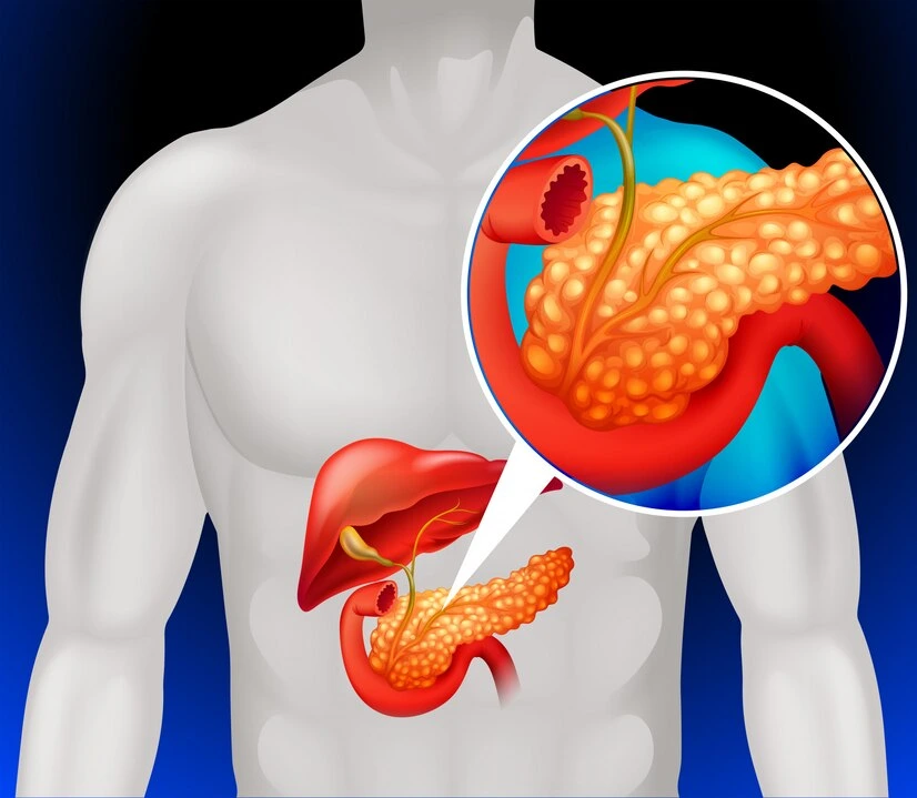 Pancreas - Tenth Largest Organ of Human Body